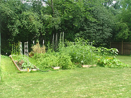 Сезонные работы в саде и на огороде в июле