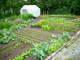 Сезонные работы в саде и на огороде в июне
